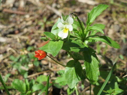 Слика од Viola arvensis Murray