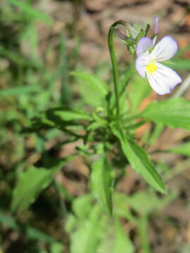 Слика од Viola arvensis Murray