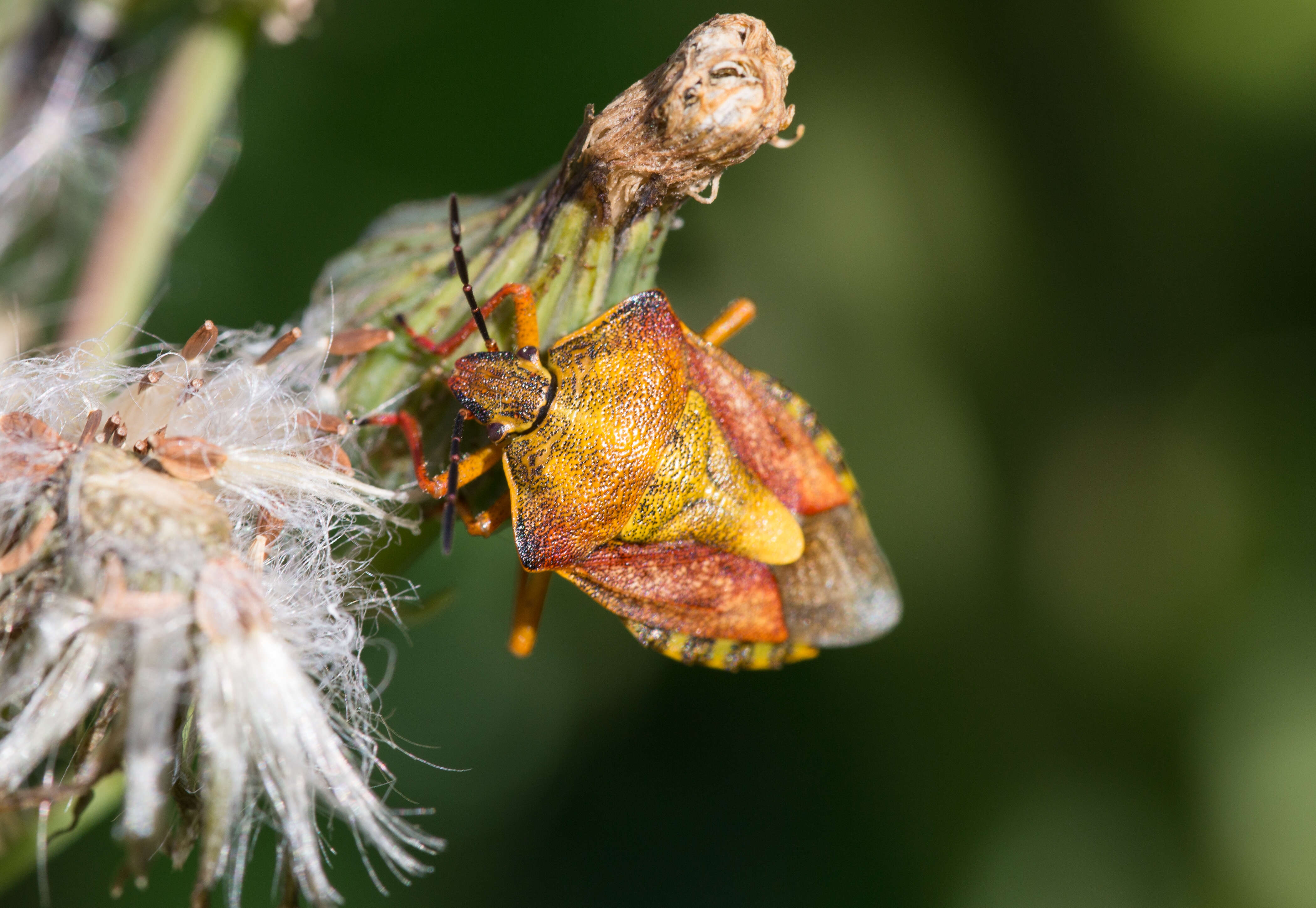 Imagem de Carpocoris