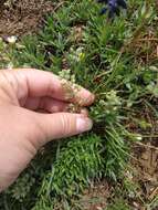 Image of Alyssum minutum Schlecht. ex DC.