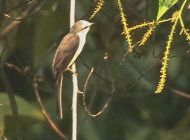 Pericrocotus cantonensis Swinhoe 1861 resmi