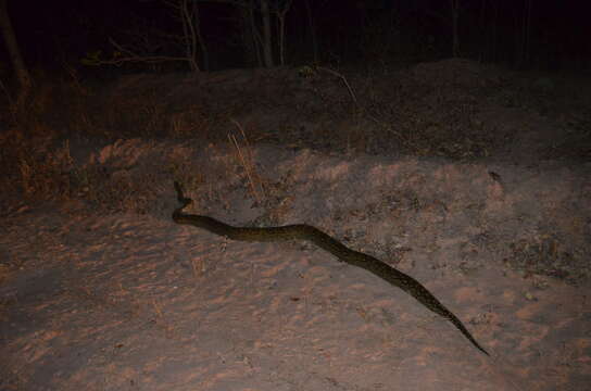 Image of African rock python