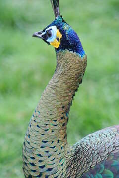 Image of Green Peafowl