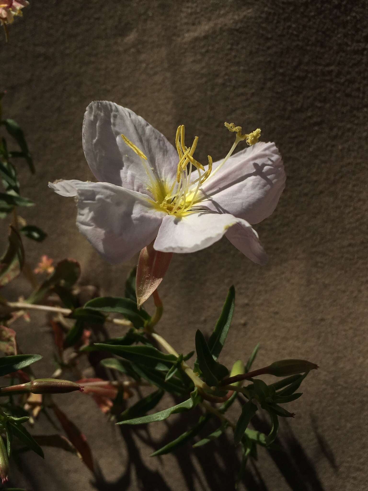 Слика од Oenothera pallida Lindl.