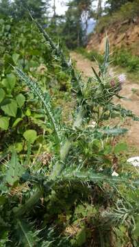 Слика од Cirsium verutum (D. Don) Spreng.