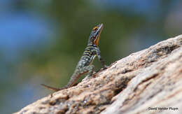 Image of Baja Blue Rock Lizard