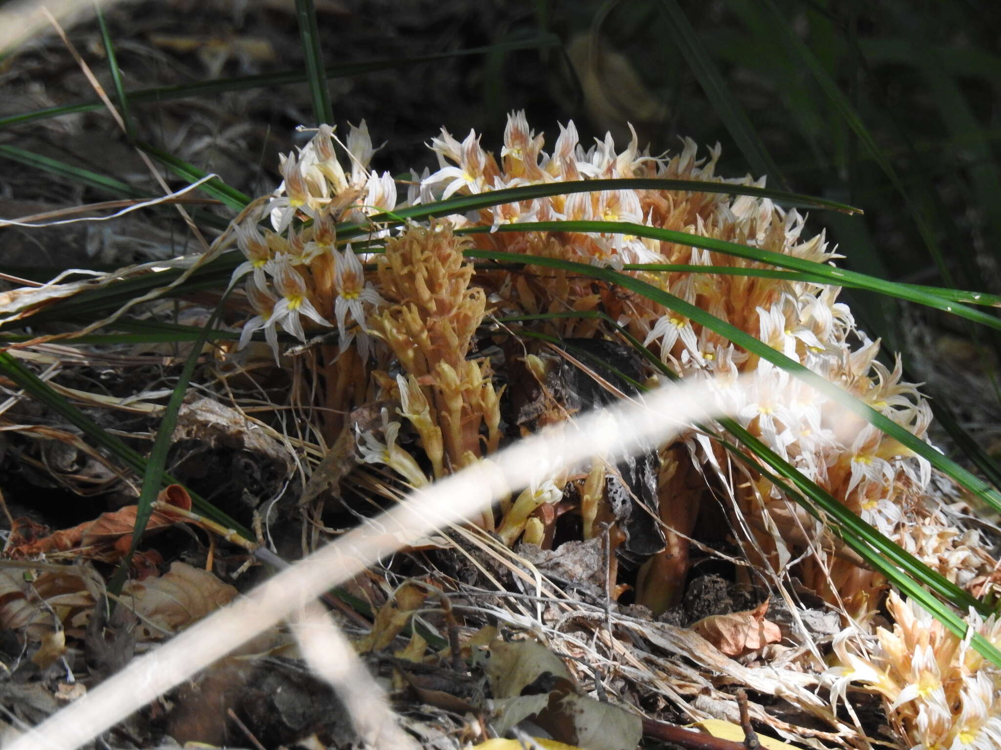 Image of hillside broomrape