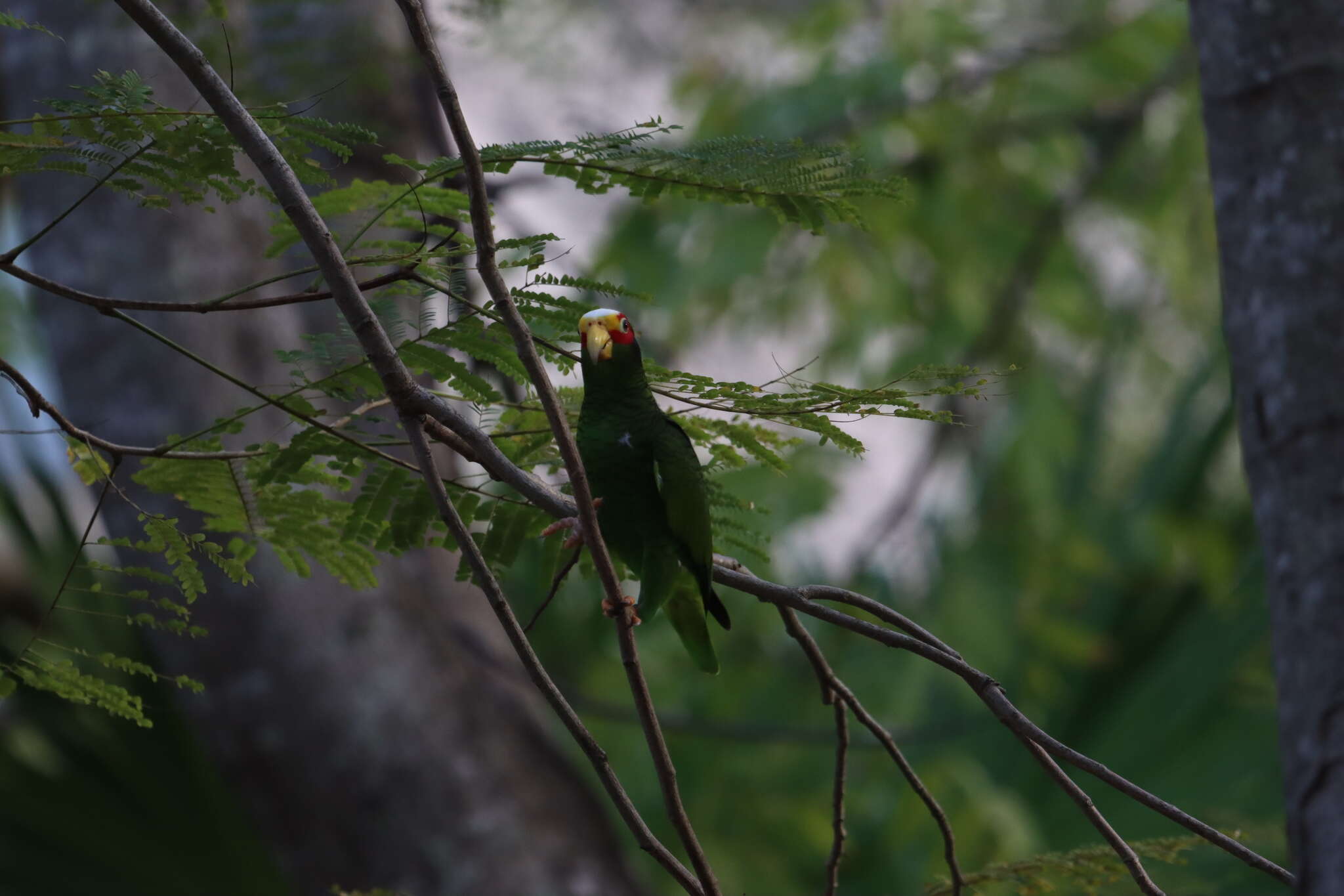 صورة Amazona xantholora (Gray & GR 1859)