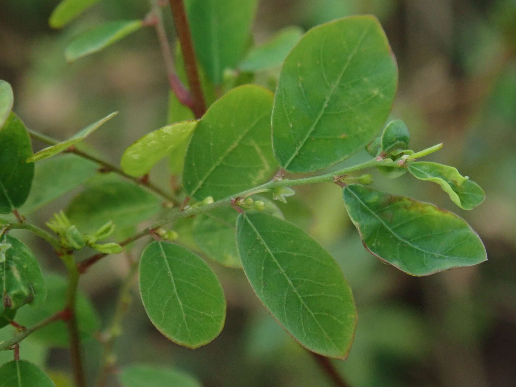 Image de Phyllanthus tenellus Roxb.