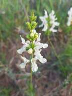 Stachys annua (L.) L.的圖片