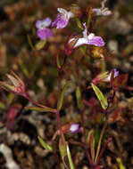 Image of spinster's blue eyed Mary