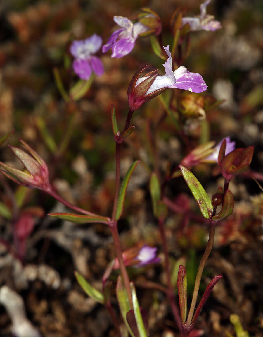 Image de Collinsia sparsiflora var. collina (Jepson) Newsom