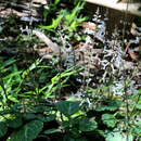 Image of Plectranthus oertendahlii T. C. E. Fr.