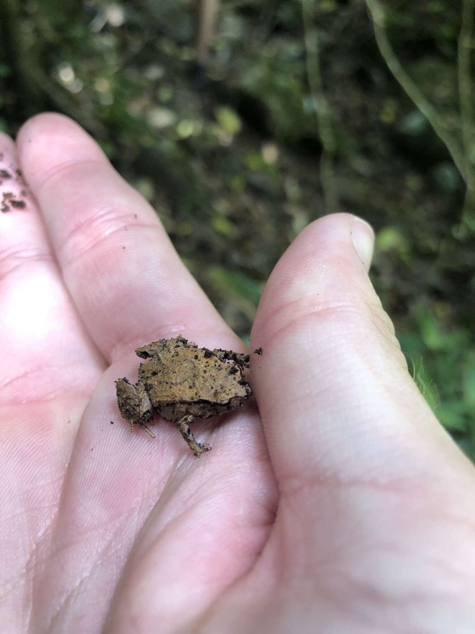 Image of Pouched Frogs