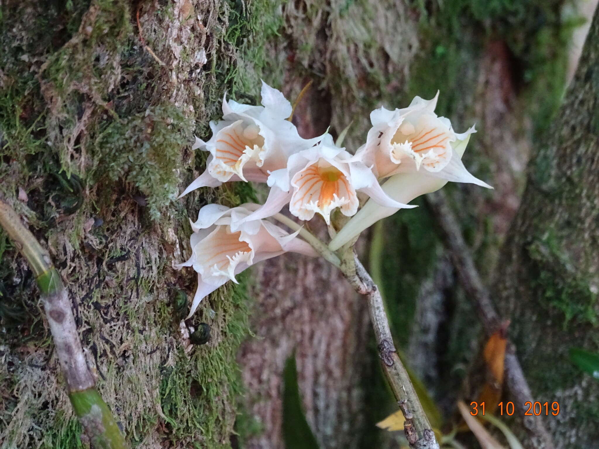 Imagem de Dendrobium longicornu Lindl.