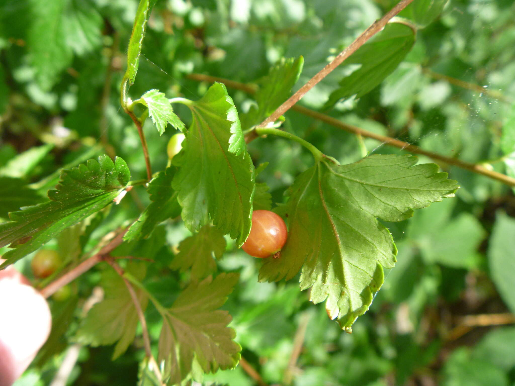 Image of Mountain Currant