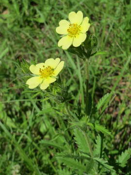 Image of sulphur cinquefoil