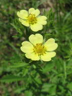 Image of sulphur cinquefoil