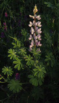 Image of Lupinus palaestinus Boiss.