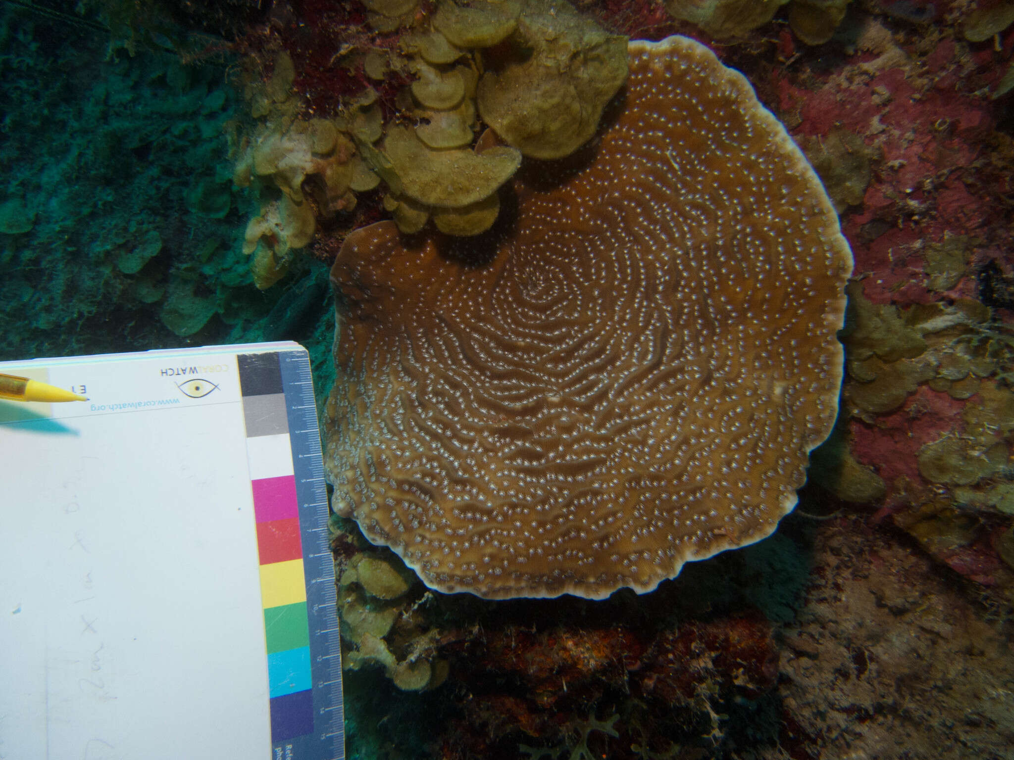 Image of Lamarck´s sheet coral