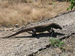 Image of Komodo Dragon