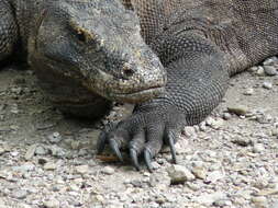 Image of Komodo Dragon