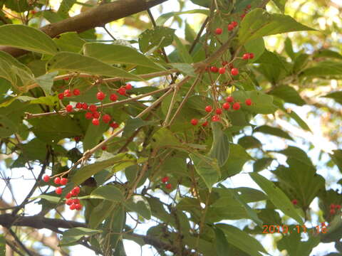 Image of Viburnum luzonicum Rolfe