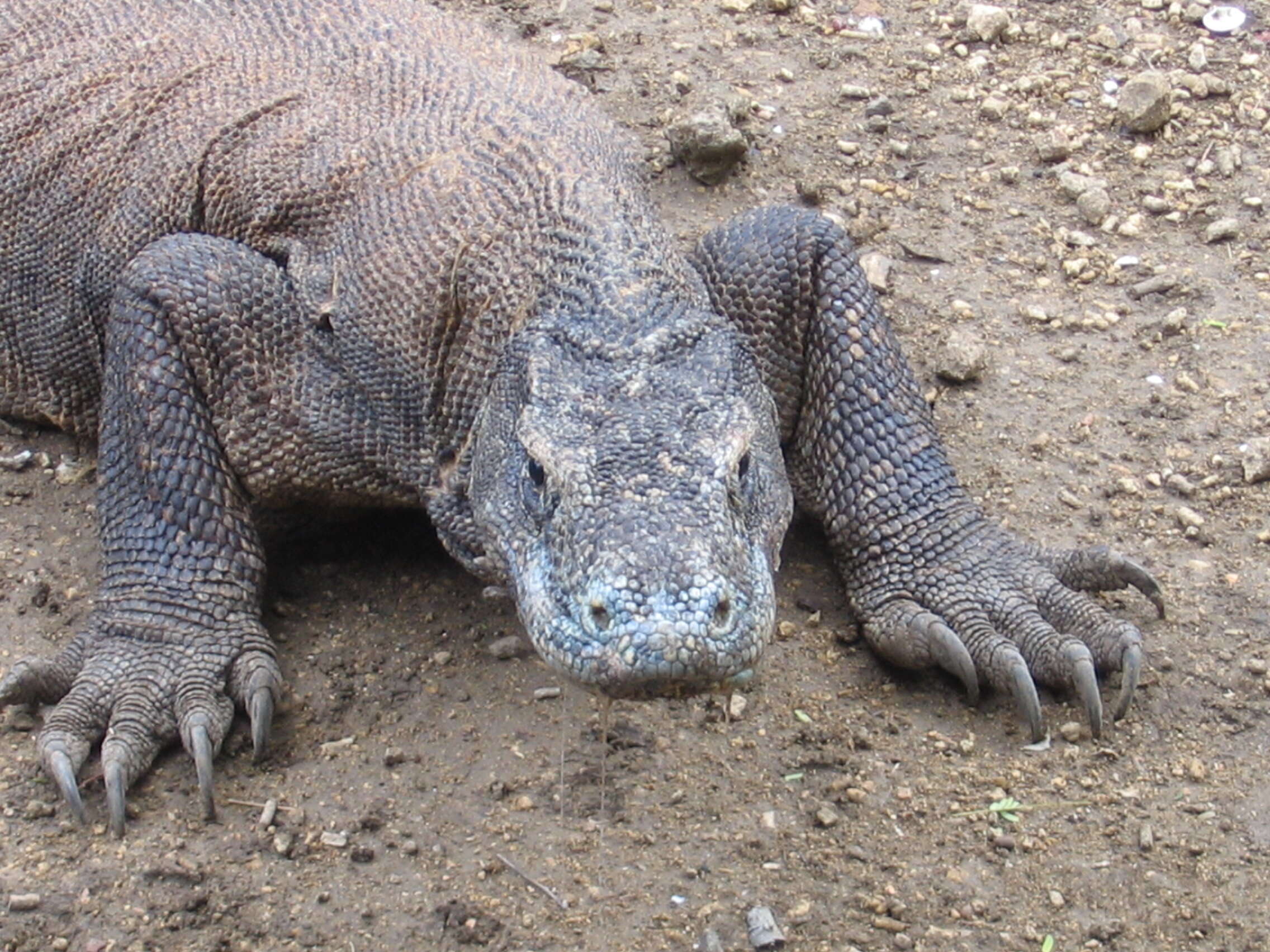 Image of Komodo Dragon