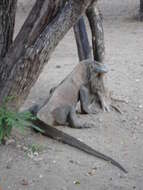 Image of Komodo Dragon