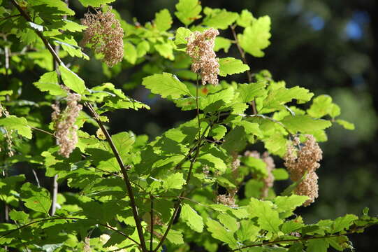 Image de Holodiscus discolor (Pursh) Maxim.