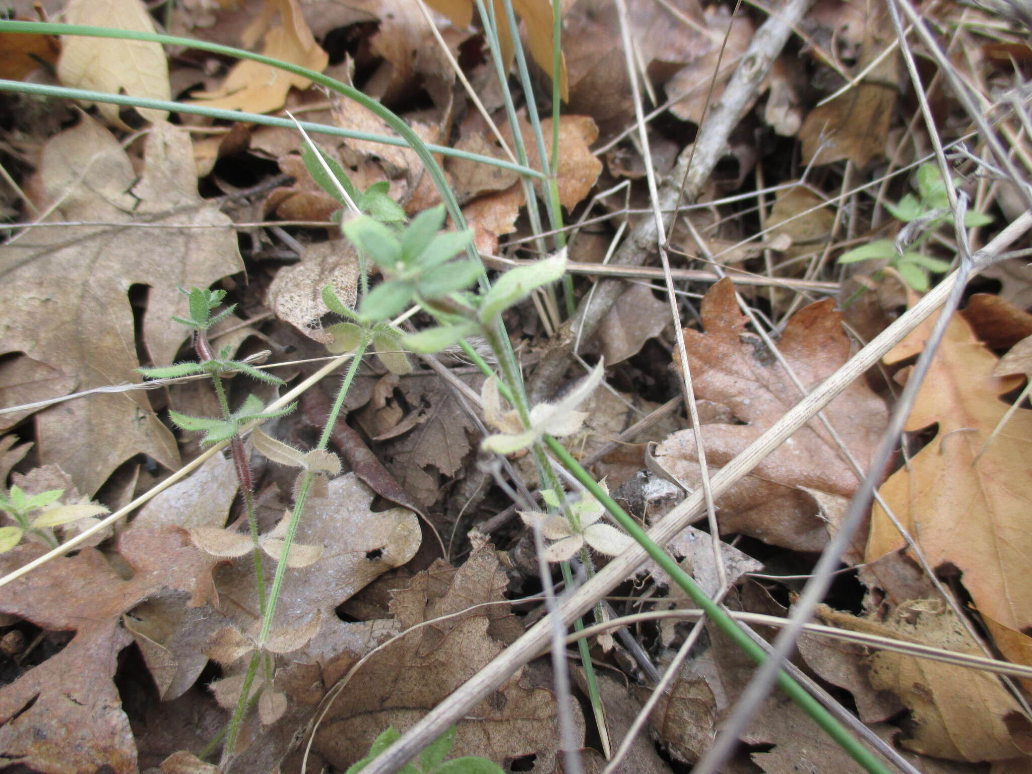 Galium californicum Hook. & Arn. resmi