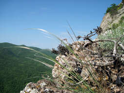 Image of Stipa pennata subsp. pennata