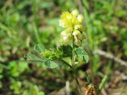 Image of field clover