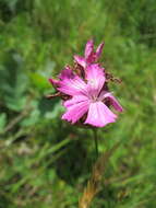 Image of carthusian pink