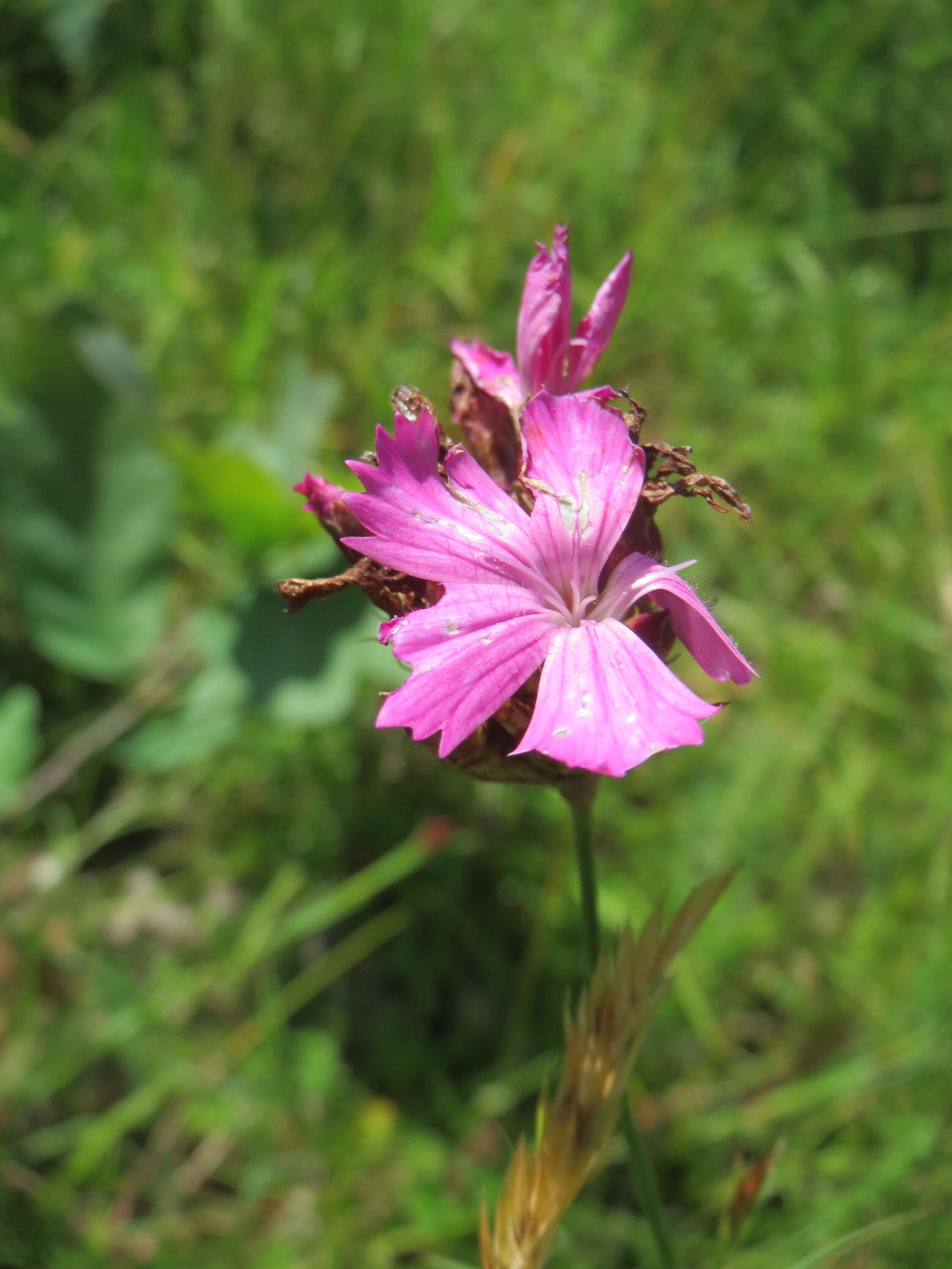 Image of carthusian pink