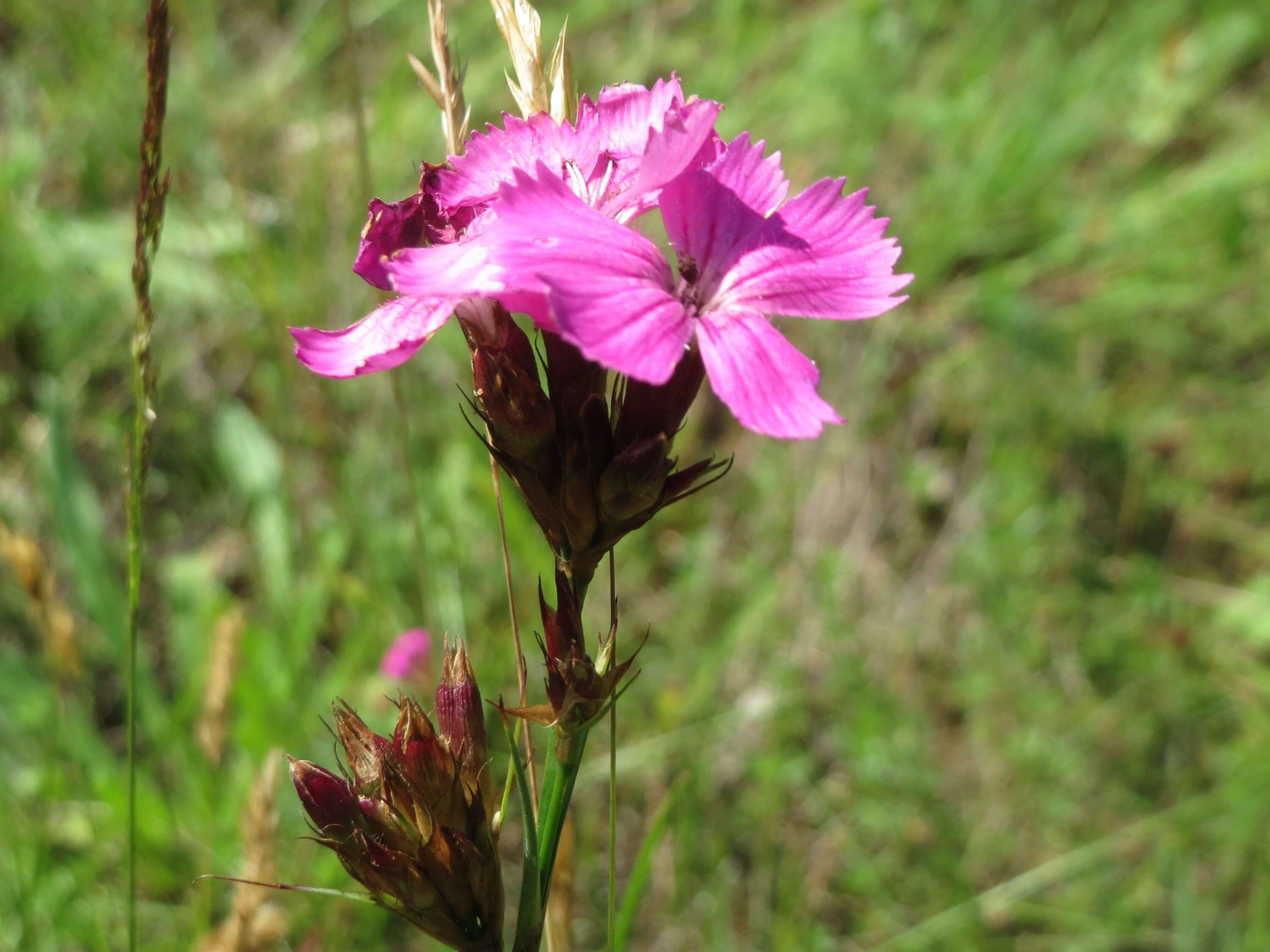 Image of carthusian pink