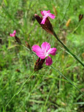 Image of carthusian pink