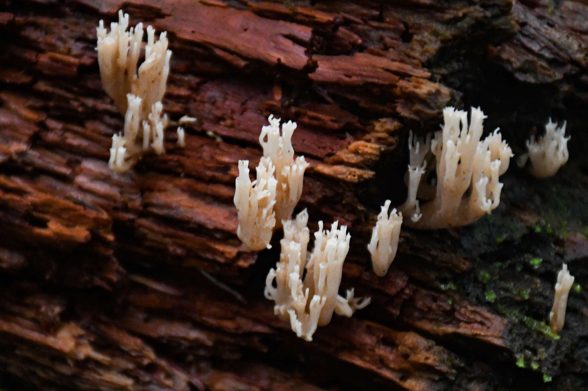 Image of Artomyces piperatus (Kauffman) Jülich 1982