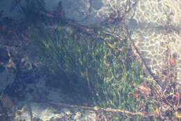 Image of American Pondweed