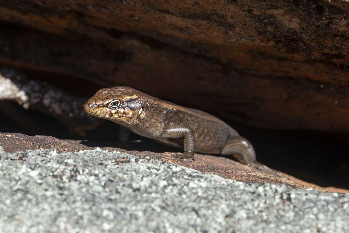 صورة Liopholis personata (Storr 1968)