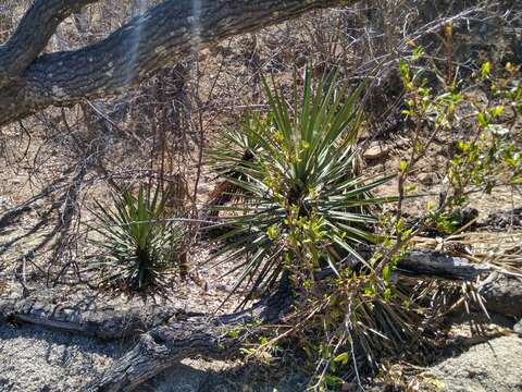 Image of Yucca capensis L. W. Lenz