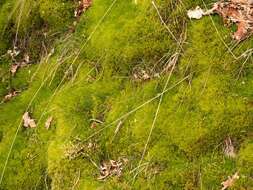 Image of Broom Moss