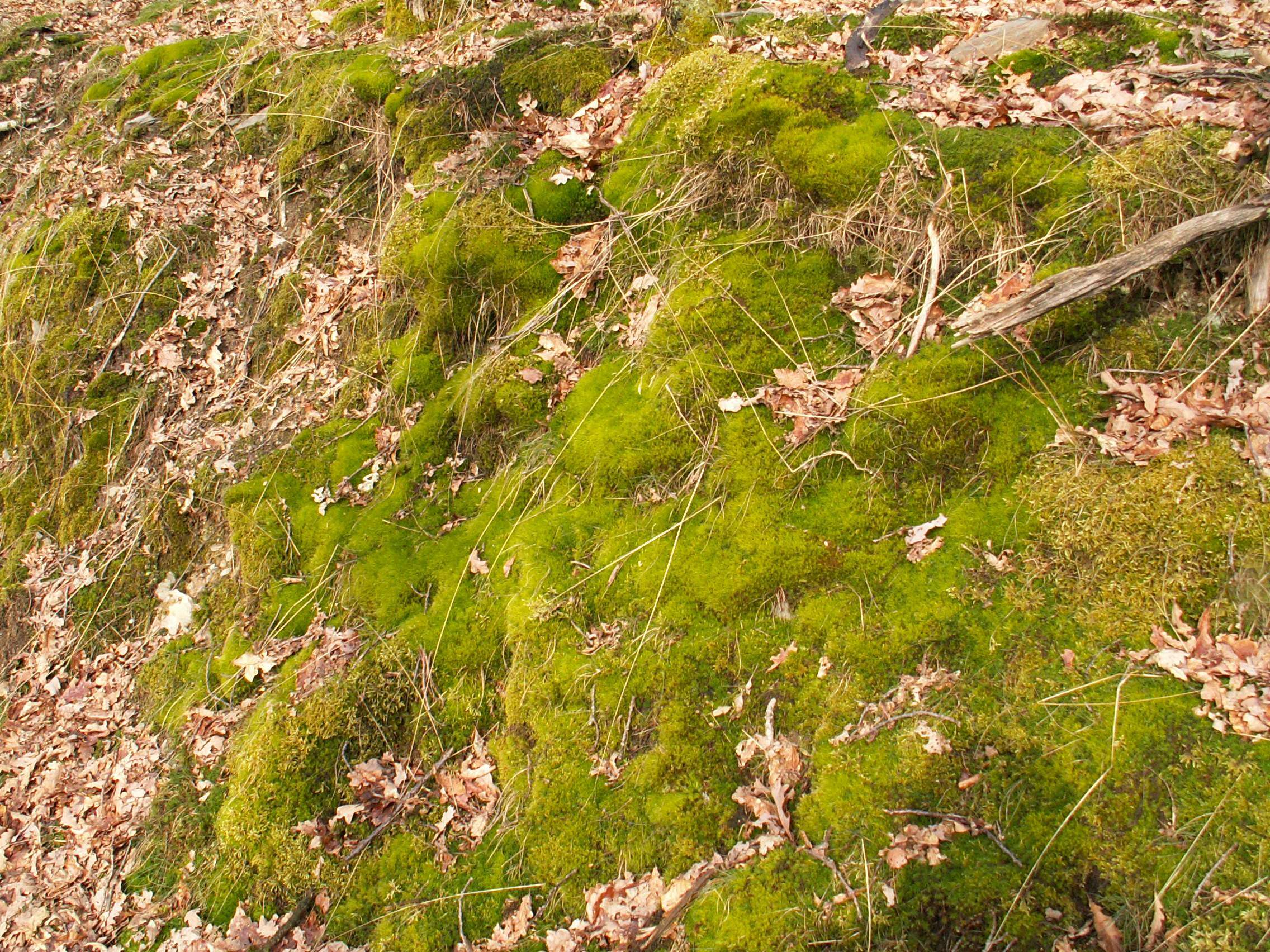 Image of Broom Moss