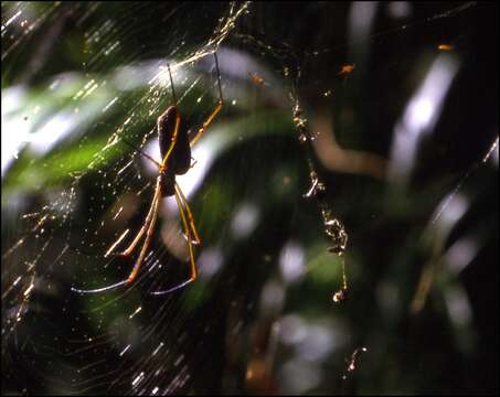 Image of Dewdrop Spiders