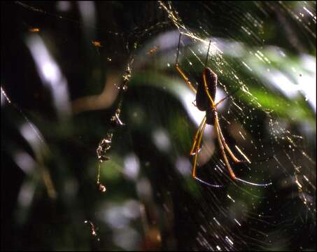 Image of Dewdrop Spiders