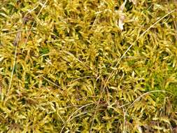 Image of big red stem moss