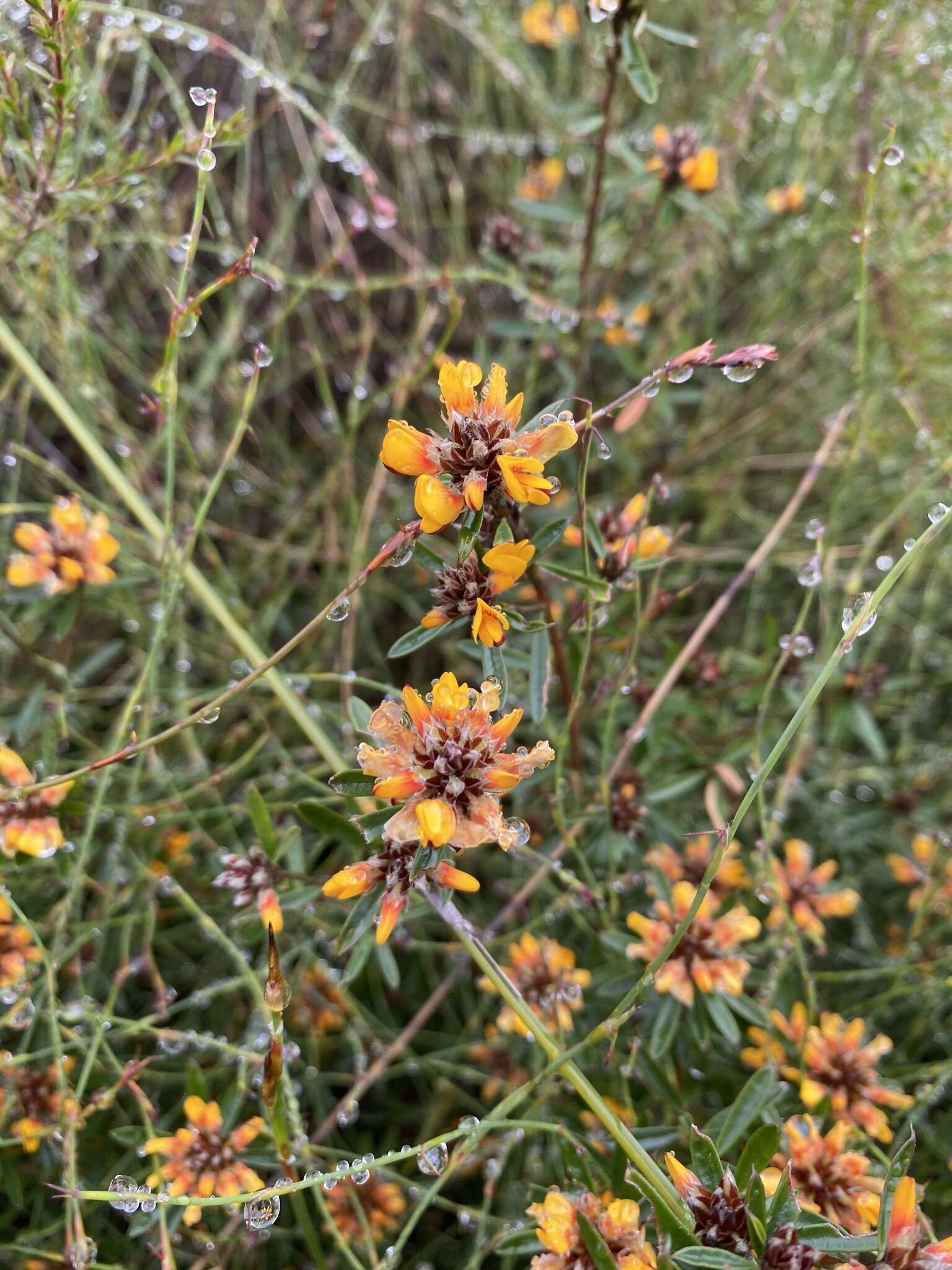 Слика од Pultenaea myrtoides Benth.