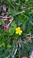 Image de Potentilla brauniana