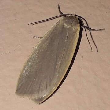 Image of dingy footman