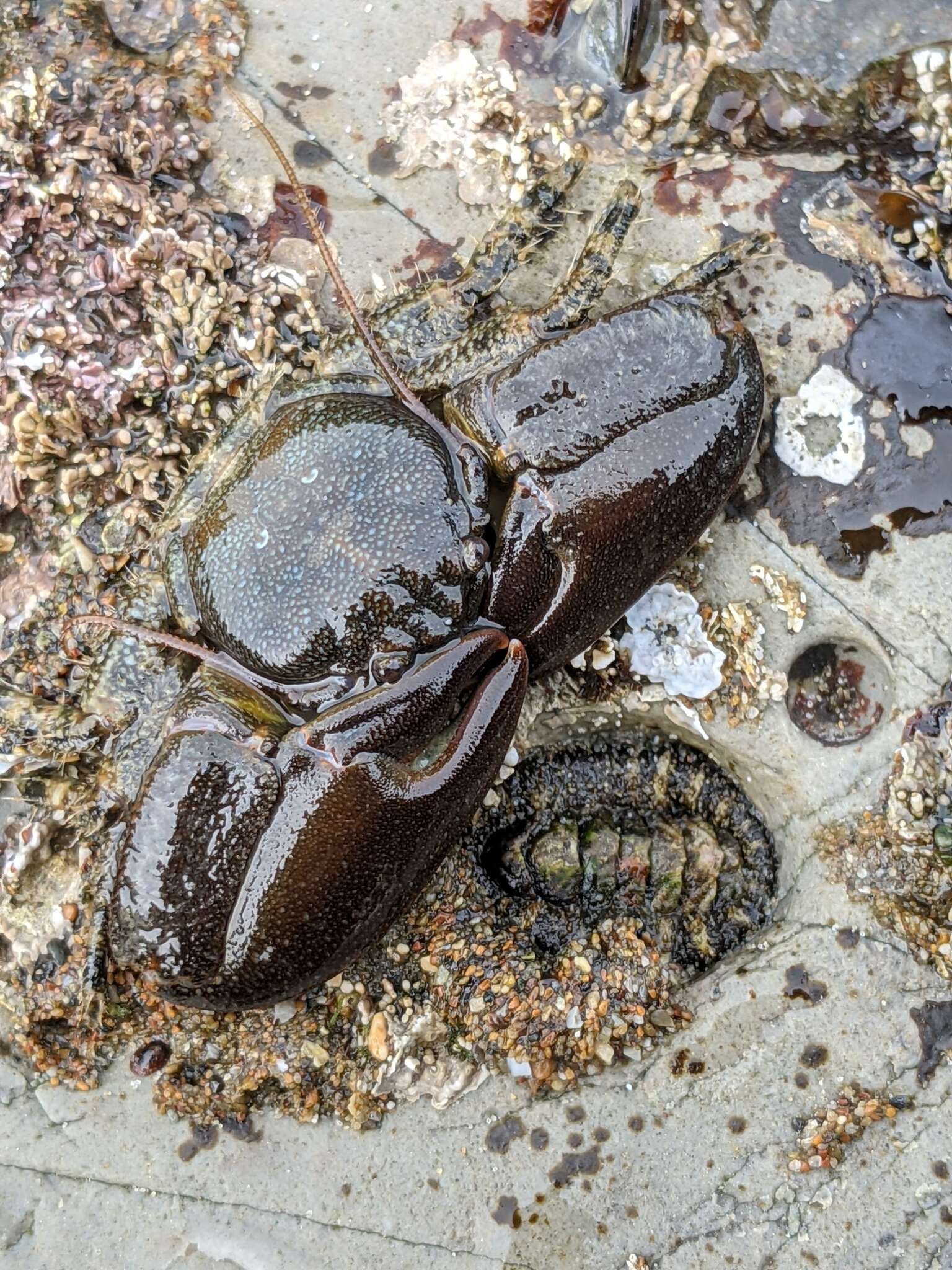 Image of Cabrillo porcelain crab